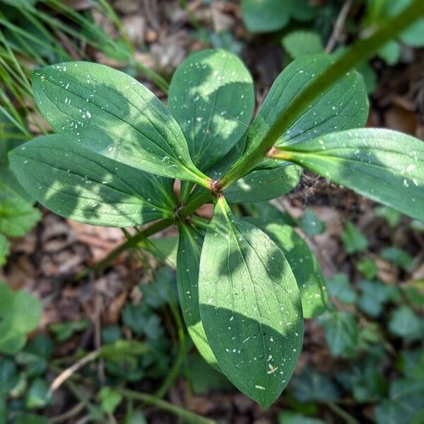 Lilium martagon Leaf