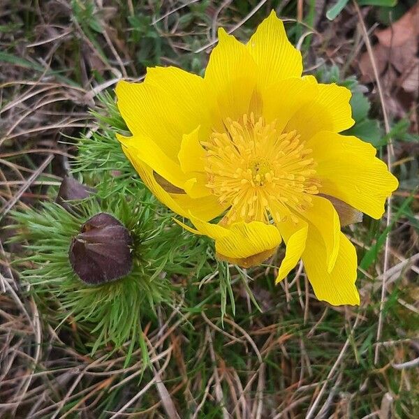 Adonis vernalis Flor