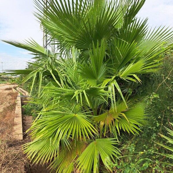 Washingtonia robusta Habitus