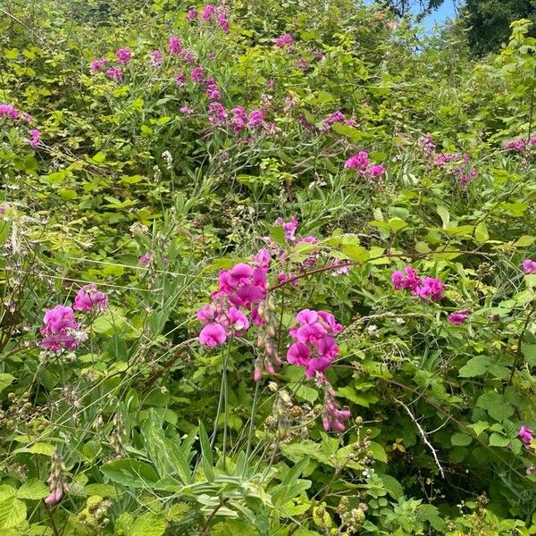 Lathyrus latifolius عادت