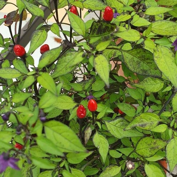 Capsicum frutescens Fruchs