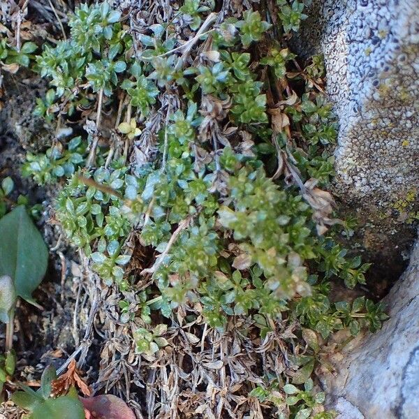 Galium saxatile Hábito