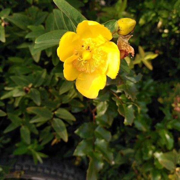 Hypericum × hidcoteense Virág