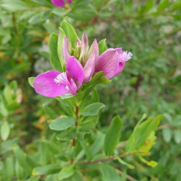 Polygala myrtifolia Blomma