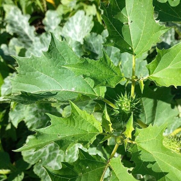 Datura stramonium Yaprak