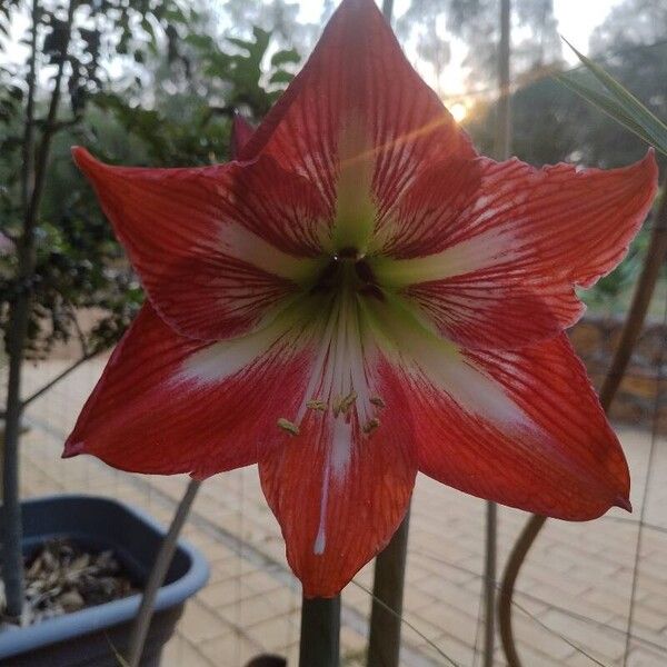 Hippeastrum correiense फूल