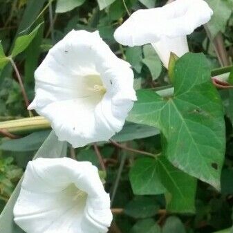 Convolvulus sepium Blüte