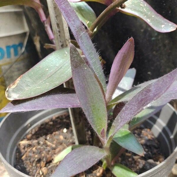 Tradescantia pallida Hostoa