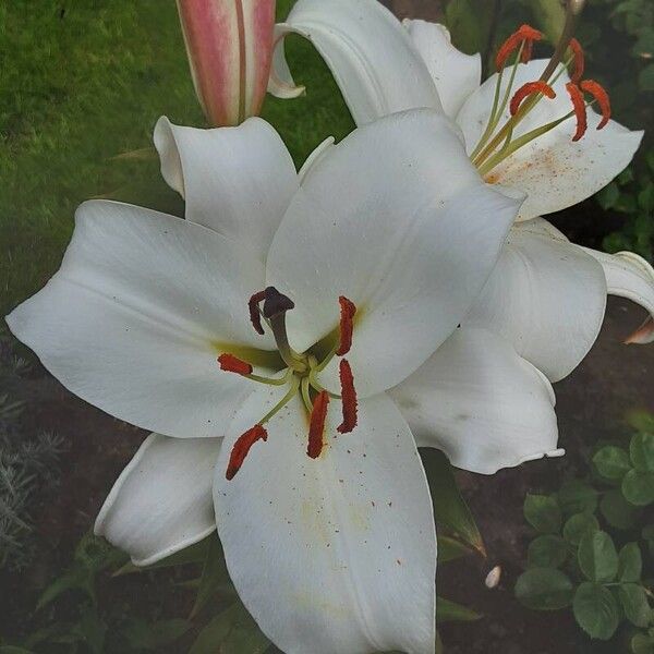 Lilium candidum Kwiat