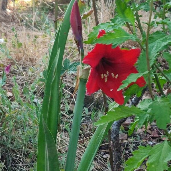 Hippeastrum reginae Blüte