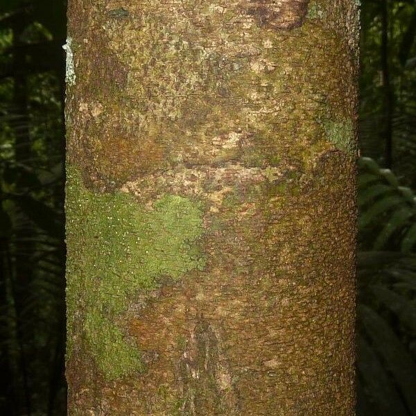 Licania hypoleuca Bark