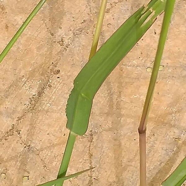 Paspalum dilatatum Yaprak