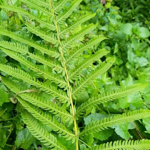 Thelypteris cheilanthoides (Lip maiden fern)