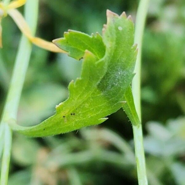 Lepidium sativum برگ