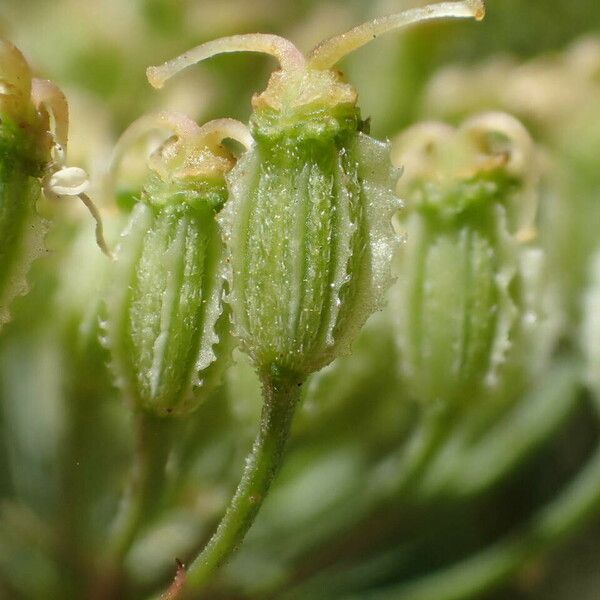Laserpitium latifolium Hedelmä