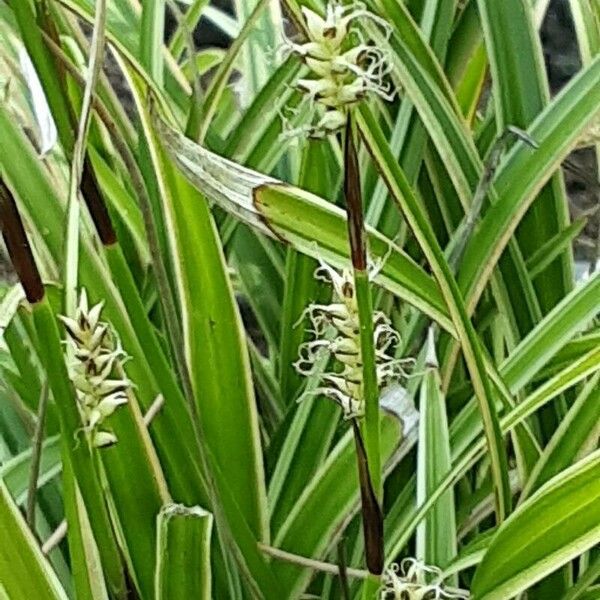 Carex morrowii Flower