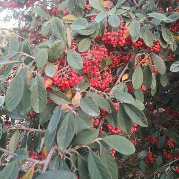 Cotoneaster coriaceus Плод