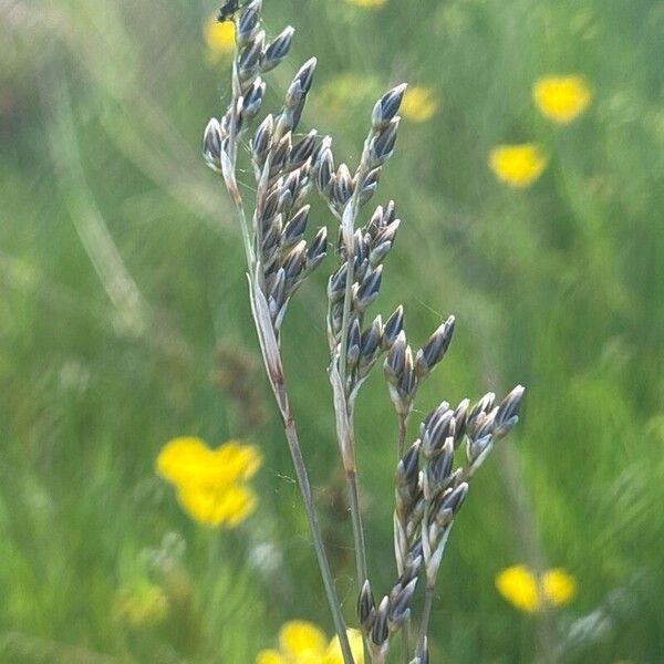 Juncus squarrosus Цветок