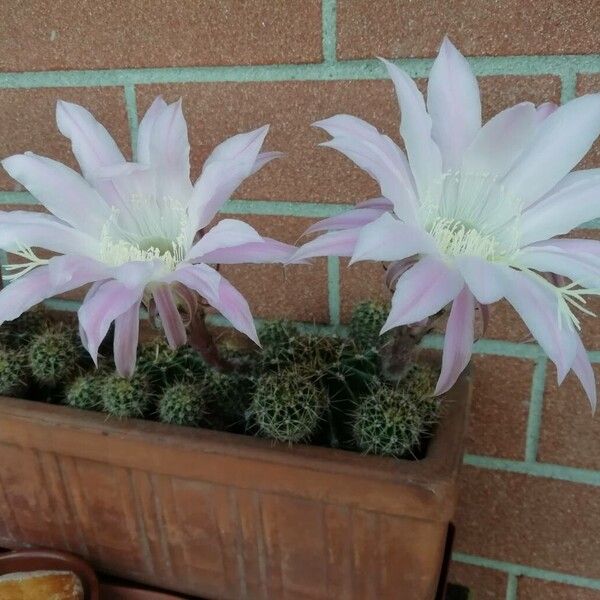 Echinopsis oxygona Plante entière