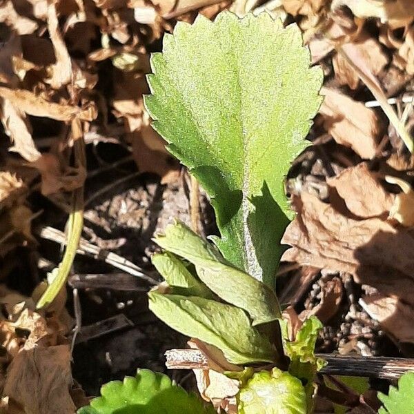 Coleostephus myconis Blad