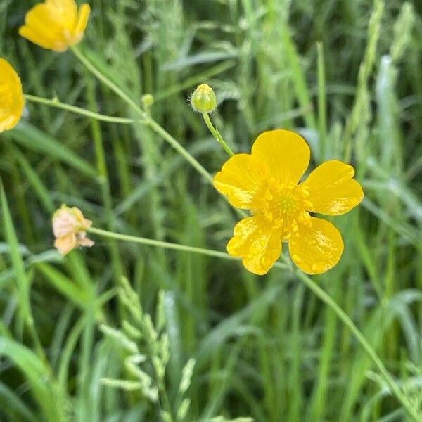 Ranunculus acris Blomst