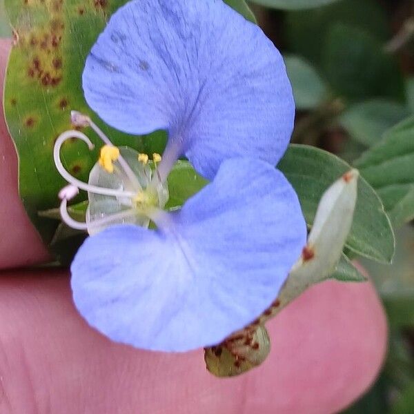 Commelina erecta Цвят