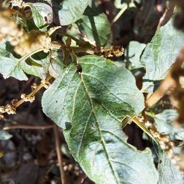 Amaranthus deflexus Blatt