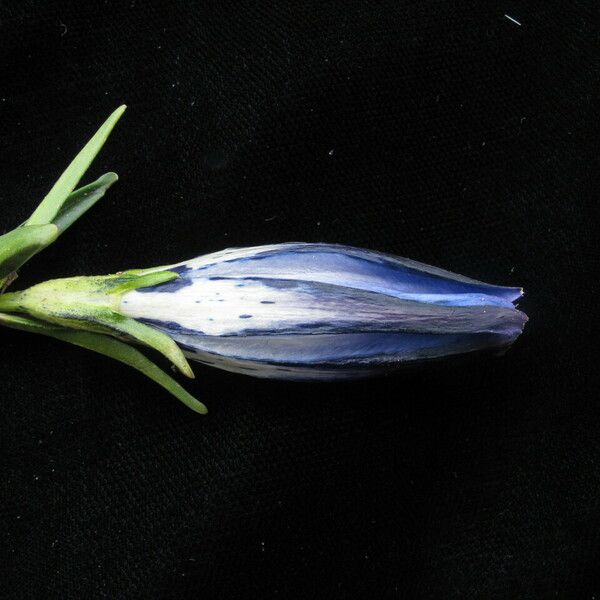 Gentiana nubigena অভ্যাস