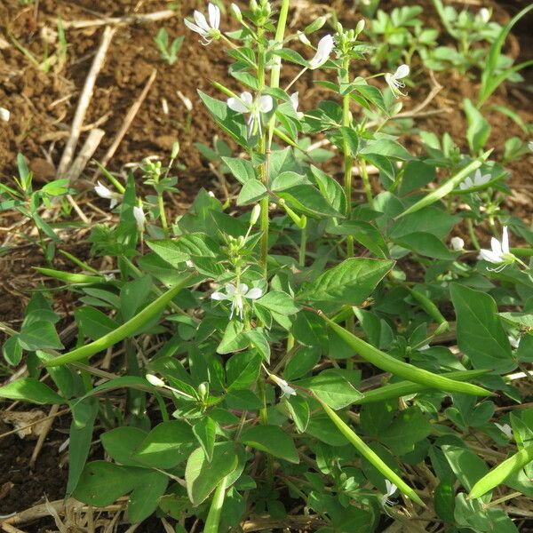 Cleome rutidosperma Alkat (teljes növény)