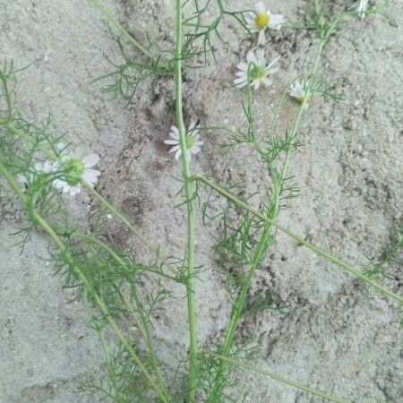 Anthemis cotula Habit