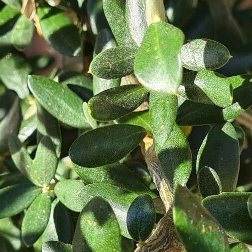 Ilex vomitoria Leaf