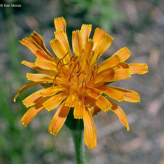 Agoseris aurantiaca Flower