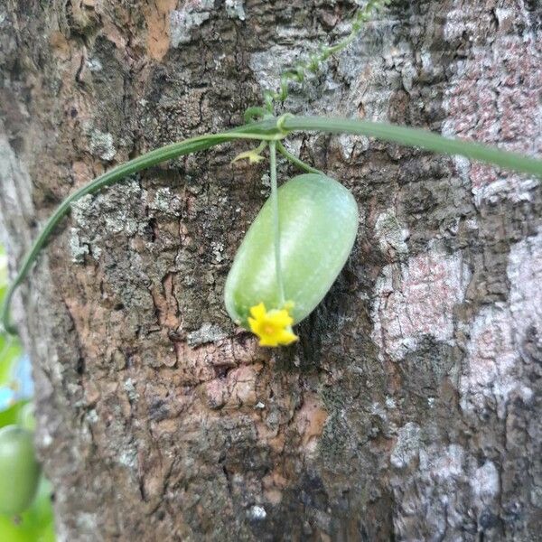 Melothria pendula Gyümölcs