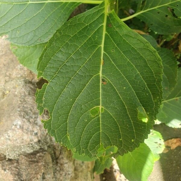 Hydrangea spp. Blad