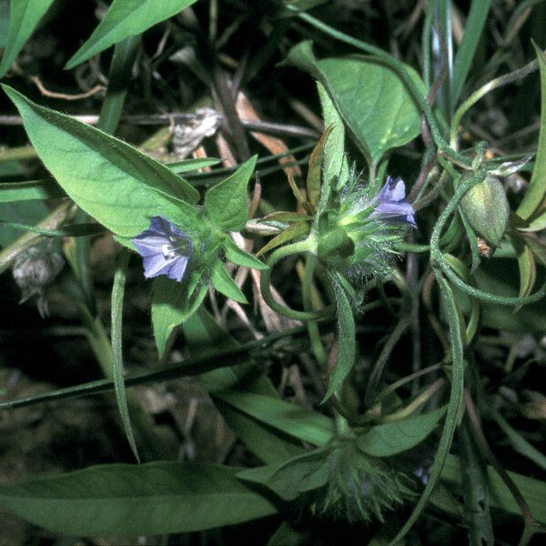 Jacquemontia tamnifolia Flower