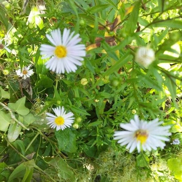 Symphyotrichum lanceolatum പുഷ്പം