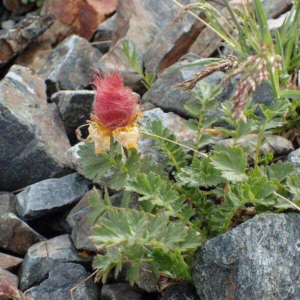 Geum reptans Habit