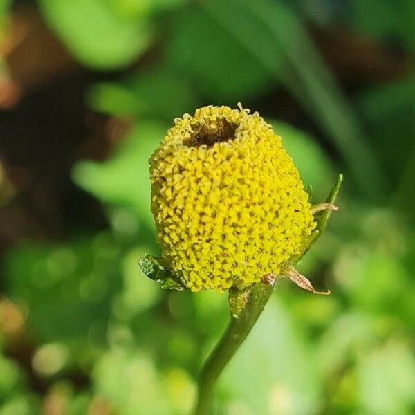 Acmella oleracea Flower