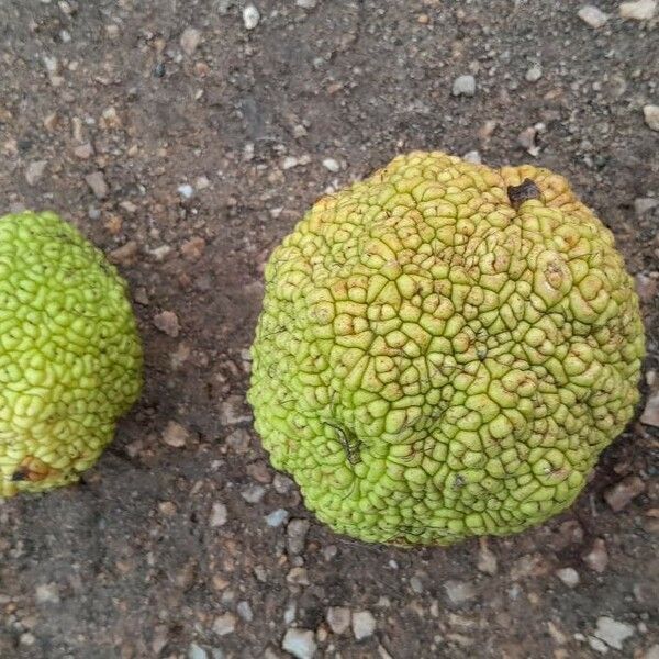 Maclura pomifera Meyve