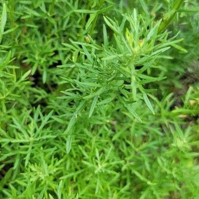 Artemisia michauxiana Deilen