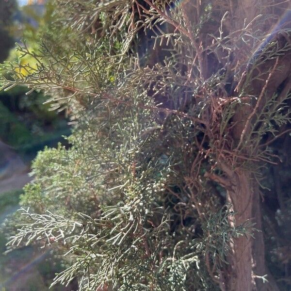 Cupressus arizonica 葉