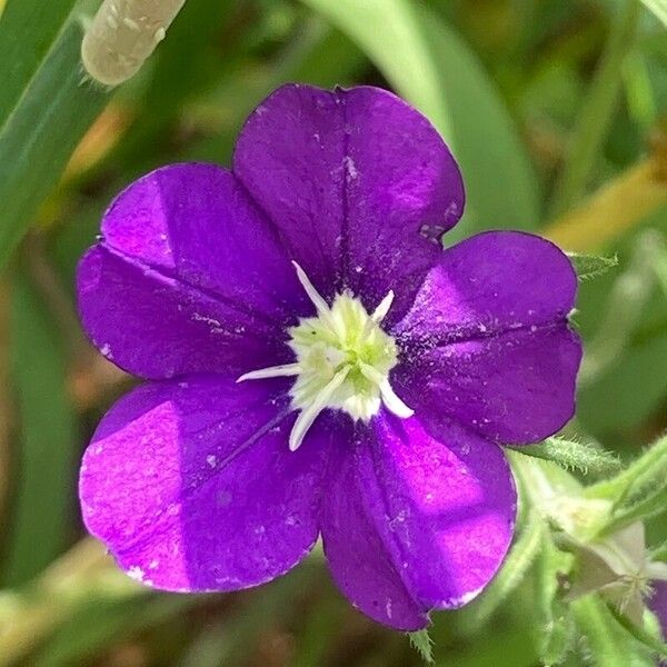 Legousia speculum-veneris 花