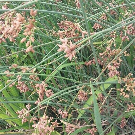 Schoenoplectus lacustris Квітка