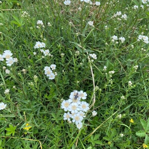 Achillea ptarmica फूल