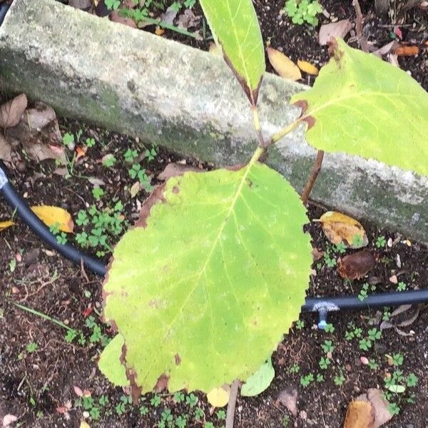 Ehretia dicksonii Foglia