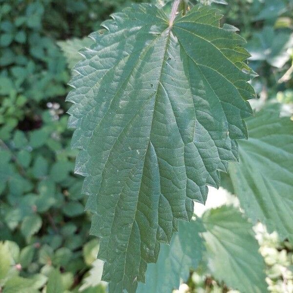 Urtica dioica Ліст