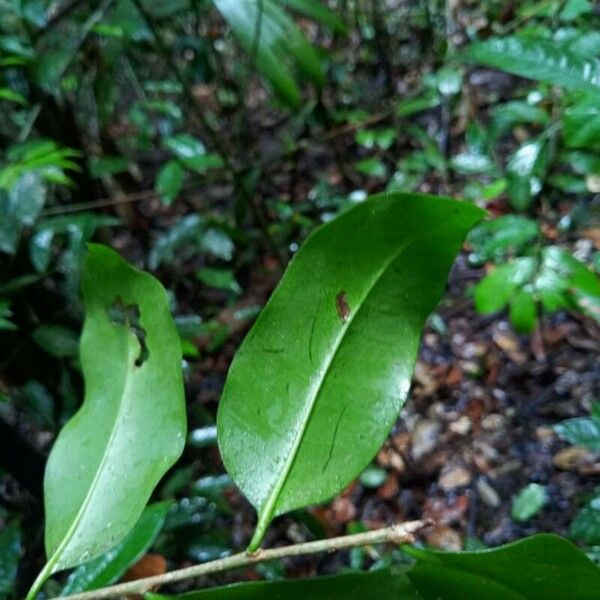 Chaunochiton kappleri Leaf