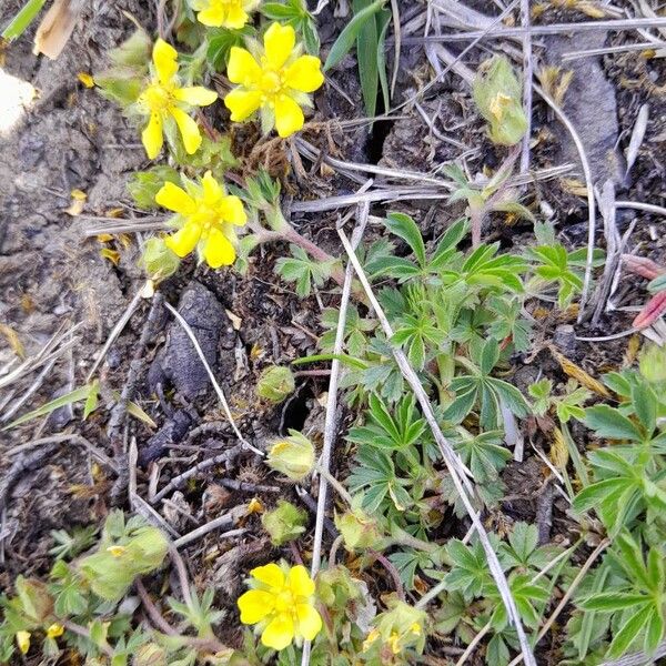 Potentilla verna 花