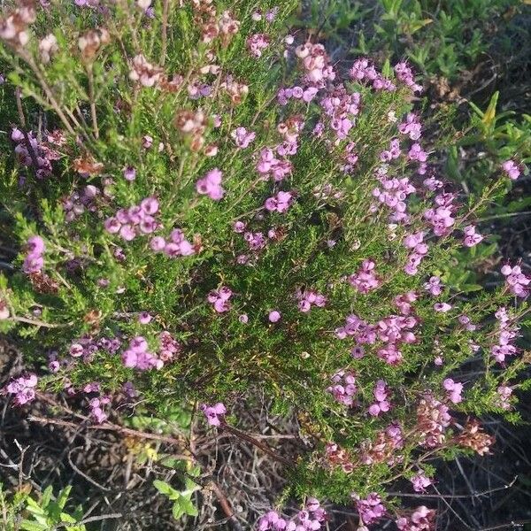 Erica umbellata Агульны выгляд