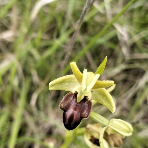 Ophrys sphegodes Λουλούδι